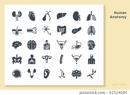 Set of vector icons of internal human organs in a linear style isolated. 61524084