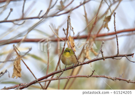 大牟田市三池港白眼 61524205