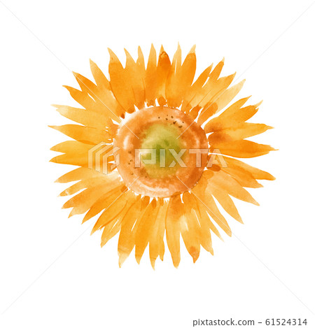Beautiful vector illustration with hand drawn summer watercolor sunflowers. Stock artwork. 61524314