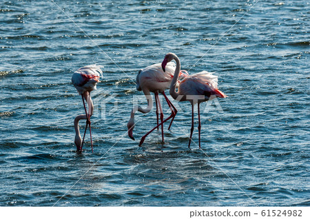 Flamengos at Walvis Bay 61524982