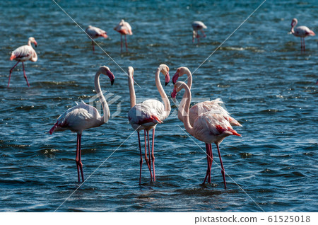 Flamengos at Walvis Bay Flamengos at Walvis Bay 61525018