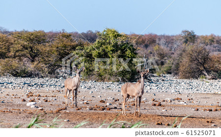 Kudus in Etosha National Park 61525071