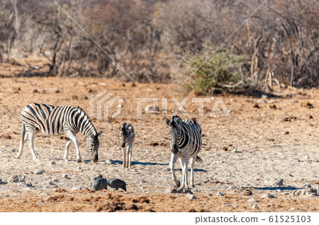 A group of Zebras in Etosha 61525103