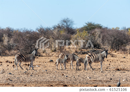 A group of Zebras in Etosha 61525106