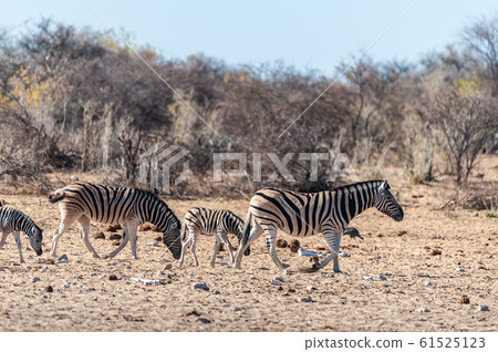 A group of Zebras in Etosha 61525123