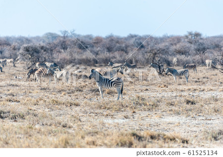 A group of Zebras in Etosha A group of Zebras in Etosha 61525134