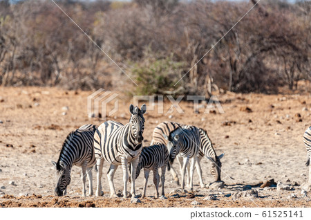 A group of Zebras in Etosha 61525141