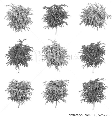 Tree 3D Rendering Tree 3D Rendering 61525229