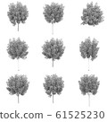 Tree 3D Rendering 61525230