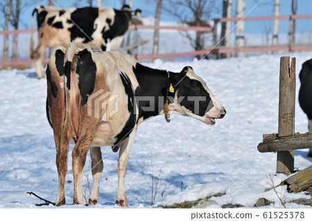 Beef / Winter Ranch / Hokkaido Beef / Winter Ranch / Hokkaido 61525378