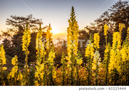 Yellow flowers with bright sunrise in behind. 61525444