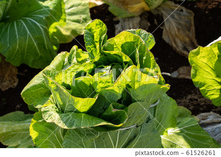 大白菜栽培（一月）越冬 61526261