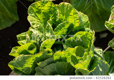 大白菜栽培（一月）越冬 61526262