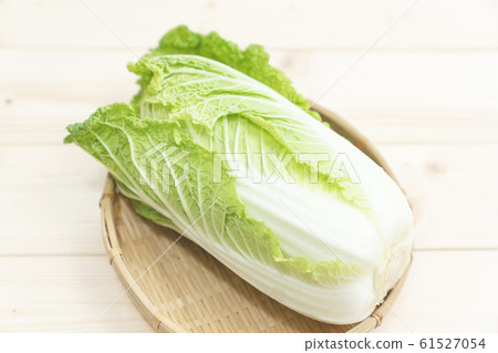 中國的白菜 61527054