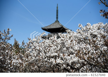 Kyoto Omuro Sakura Omuro Ninna-ji Five-storied Pagoda 61527840