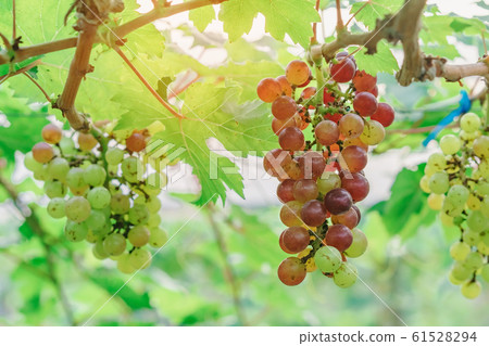 Bunches of young colorful grapes hanging on the vine with green leaves in organic garden. Bunches of young colorful grapes hanging on the vine with green leaves in organic garden. 61528294
