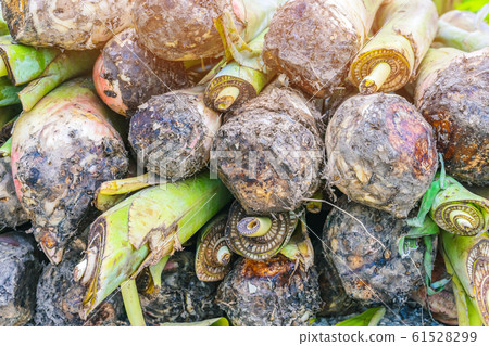 Banana suckers under the ground is a big rhizome called the corm prepare for planting tree. Banana suckers under the ground is a big rhizome called the corm prepare for planting tree. 61528299