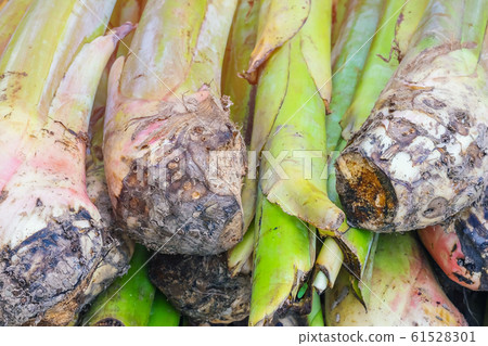 Banana suckers under the ground is a big rhizome called the corm prepare for planting tree. Banana suckers under the ground is a big rhizome called the corm prepare for planting tree. 61528301