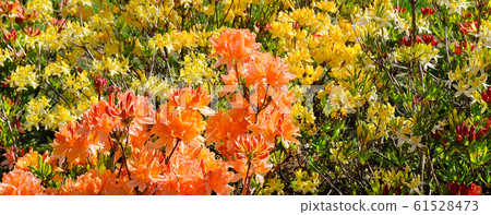 Rhododendron flowers in a city park in spring. Rhododendron flowers in a city park in spring. 61528473