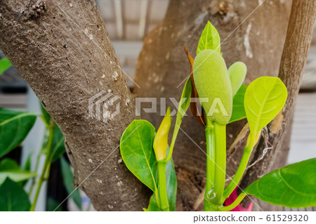 Fresh green young jackfruits (Artocarpus heterophyllus) growing on the jackfruit tree. Asian tropical fruit. 61529320