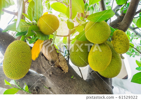 Fresh green young jackfruits (Artocarpus heterophyllus) growing on the jackfruit tree. Asian tropical fruit. Fresh green young jackfruits (Artocarpus heterophyllus) growing on the jackfruit tree. Asian tropical fruit. 61529322