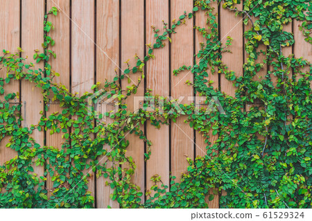 Beautiful Green ivy leaves climbing on wooden wall. wood planks covered by green leaves. Natural background texture. Beautiful Green ivy leaves climbing on wooden wall. wood planks covered by green leaves. Natural background texture. 61529324