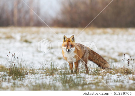 Fluffy red fox standing on a meadow with grass and snow in wintertime Fluffy red fox standing on a meadow with grass and snow in wintertime 61529705