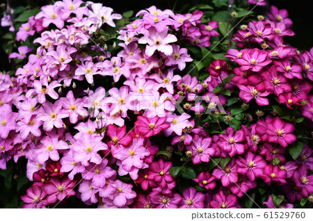 Summer blossoming delicate clematis, flowers blooming in botanical garden, selective focus, toned Summer blossoming delicate clematis, flowers blooming in botanical garden, selective focus, toned 61529760
