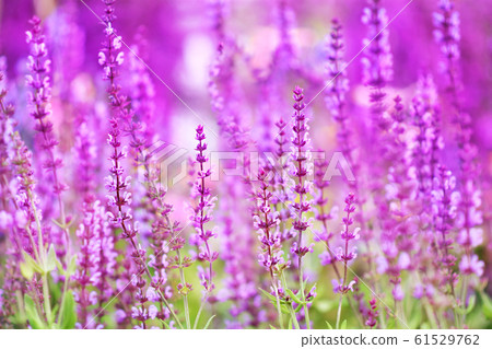 Summer blossoming delicate salvia flowers, garden blooming festive background, selective focus, shallow DOF, toned Summer blossoming delicate salvia flowers, garden blooming festive background, selective focus, shallow DOF, toned 61529762