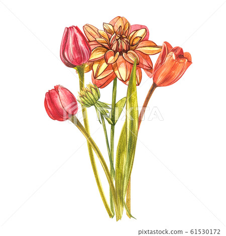 Watercolor Tulips. Wild flower set isolated on... - Stock Illustration ...