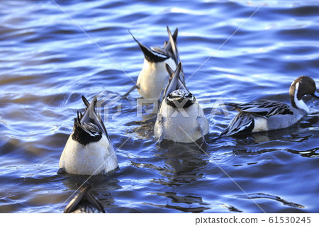 鴨子尋找食物 鴨子尋找食物 61530245