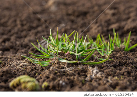 Sprout of grass 61530454