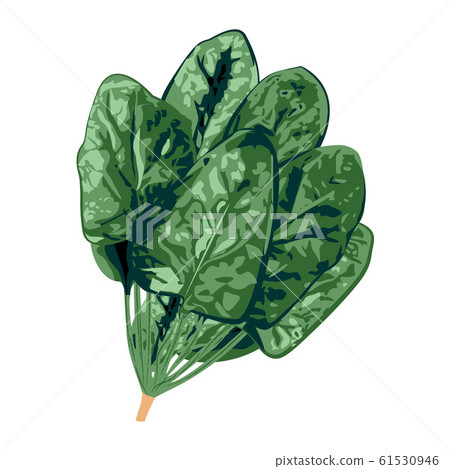 Bunch of spinach on a white background vector illustration 61530946
