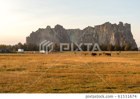 Sunset view of horses on a meadow with the rock walls of Smith Rock State Park in the background 61531674