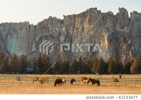 Sunset view of horses on a meadow with the rock walls of Smith Rock State Park in the background 61531677