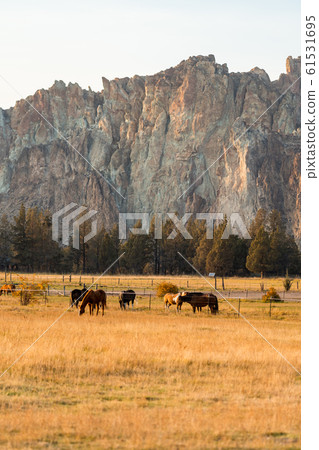 Sunset view of horses on a meadow with the rock walls of Smith Rock State Park in the background 61531695