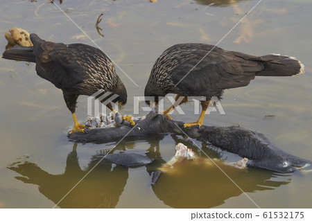 Striated Caracara feeding Striated Caracara feeding 61532175