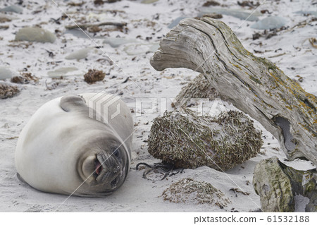 Southern Elephant Seal pup 61532188