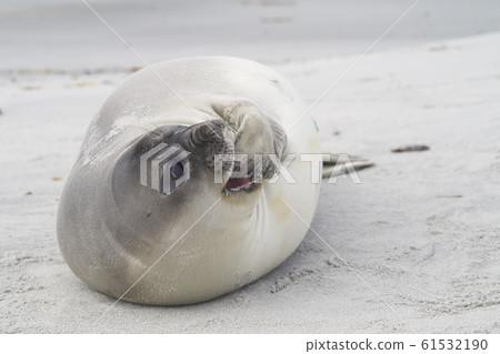 Southern Elephant Seal pup 61532190