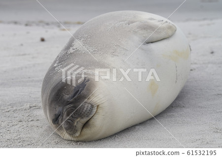 Southern Elephant Seal pup 61532195