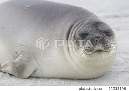 Southern Elephant Seal pup 61532196