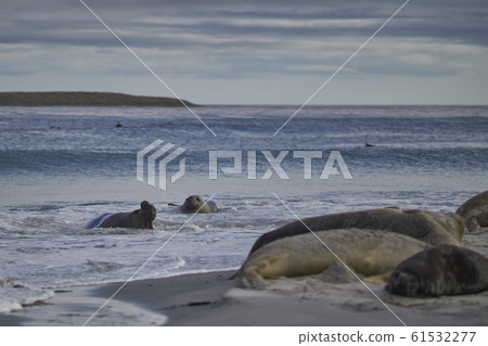 Southern Elephant Seals fighting 61532277