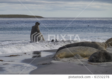 Southern Elephant Seals fighting 61532278