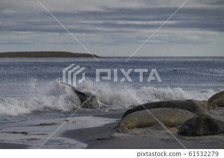 Southern Elephant Seals fighting 61532279
