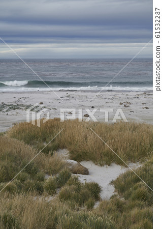 Southern Elephant Seal in the tussock grass Southern Elephant Seal in the tussock grass 61532287