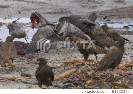 Giant Petrels devour a carcass in the Falkland Islands Giant Petrels devour a carcass in the Falkland Islands 61532334