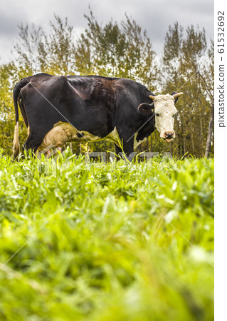 A spotted black and white cow grazes in a pasture. 61532692