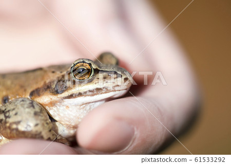 A witty frog sits on a mans hand. Beautiful A witty frog sits on a mans hand. Beautiful 61533292