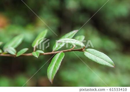 close up view of green leaves on a twig in the natural environment close up view of green leaves on a twig in the natural environment 61533410