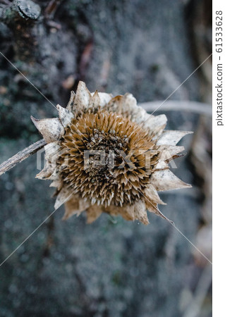 Withered bush with sunflower flowers on a background of an old tree and a house. Autumn gloomy mood 61533628